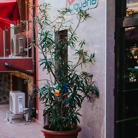 Red Iguana 3* Sveti Vlas